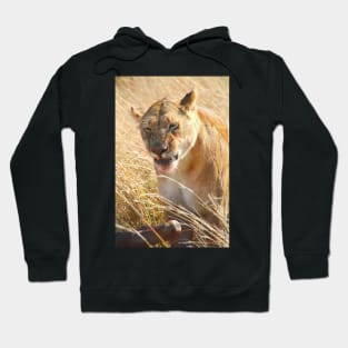 Lion at a Wildebeest Kill, Maasai Mara, Kenya Hoodie